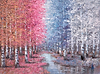Many Silver Birches