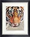 Tiger Eyes (Framed)