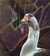 Goose Alley I