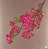 Cherry Blossom IV