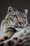Leopard II