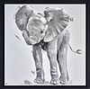 Elephant Calf Sparkle (Framed)