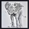 Elephant Calf Sparkle (Framed)
