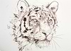 Tiger Study VIII