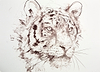 Tiger Study VIII