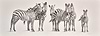 Zebra Herd