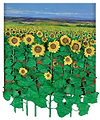 Girasoles