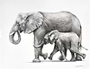 Elephants Happy Together