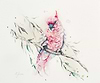 Pink Cockatoo among Leaves