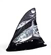 Shark Fin