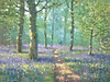 Bluebell Walk II
