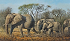 Elephants in Etosha