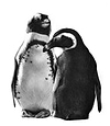 Just the two of us (penguin)