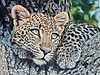 Young Leopard