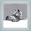 Grey Wolf (Framed)
