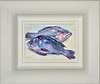 Black Seabass (Framed)