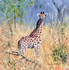 Baby Giraffe Botswana