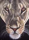Fearless Lioness