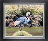 Crowned Crane (Framed)