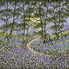 Bluebell Woods II