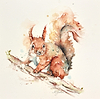 Little Red Squirrel