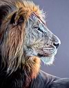 Wild and Proud