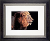 Lion (Framed)