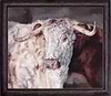 British Longhorn II