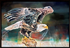 The Eagle Has Landed (Framed)
