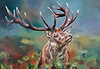 Stag
