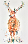Autumn Red- Red Stag