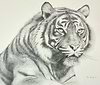 Sumatran Tiger