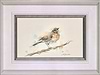 Pretty Song Thrush