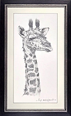 Baby Giraffe