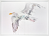 Seagull