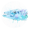 Barracuda