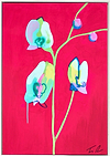 Orchid Red/Green