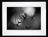 Eye Of The Tiger