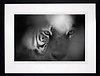 Eye Of The Tiger