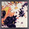Flower Haze - Orange