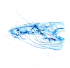 Humpback Whale Study