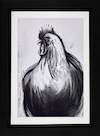 Cockerel