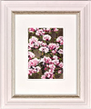 Flower Studies I