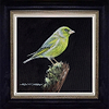 Greenfinch