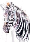 Grevy's Zebra II (Study)