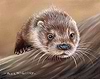 Otter VI