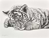 Cat Napping