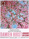 Cherry Blossoms II