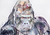 Silverback II