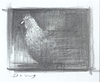 Chicken (Study)